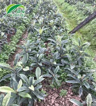 DX系列双供电变频电源（串联电路）